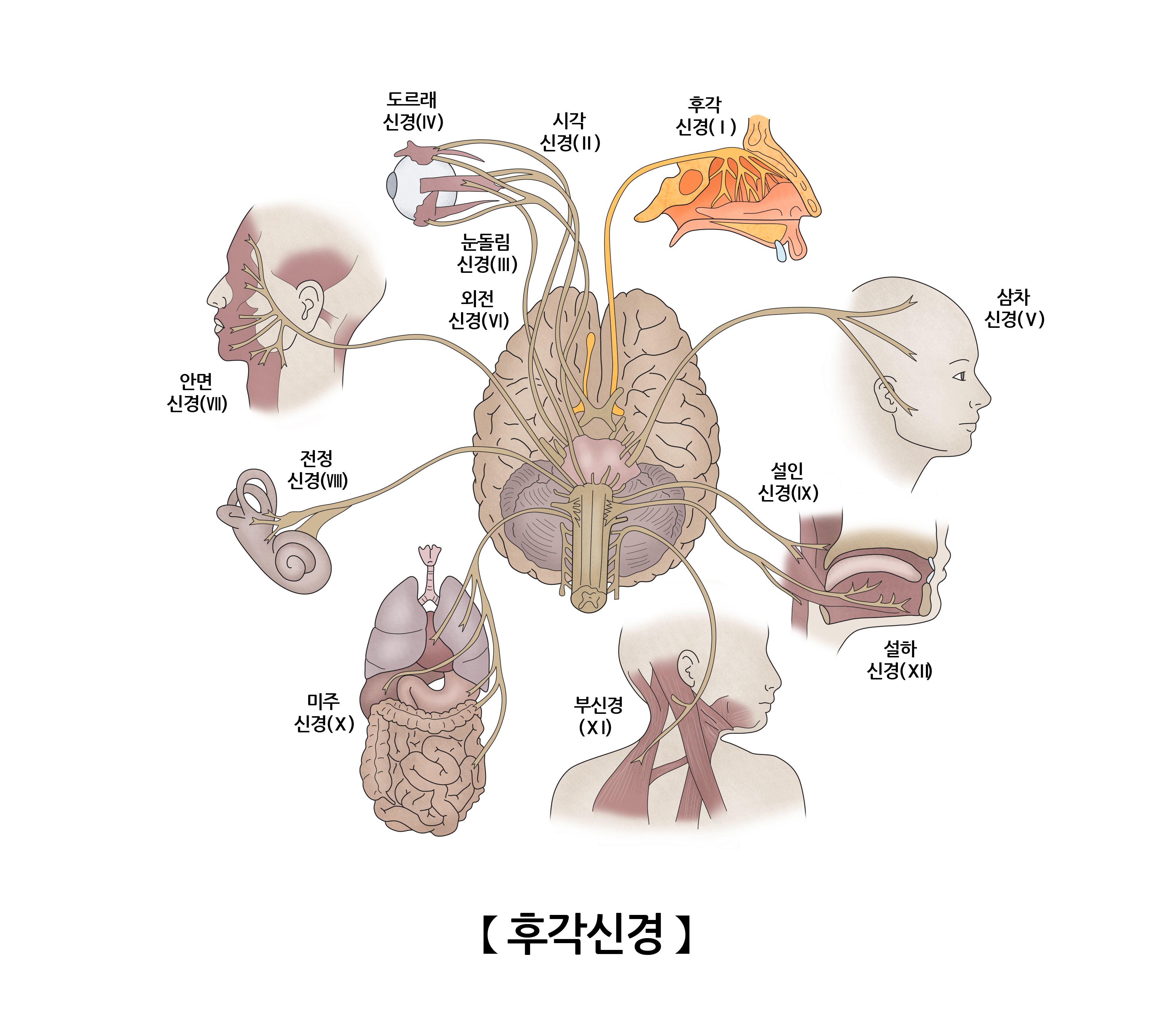 후각신경(Olfactory nerve) | 인체정보 | 의료정보 | 건강정보 | 서울아산병원